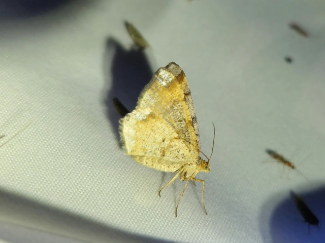 rozsdasávos szürkearaszoló - Macaria liturata