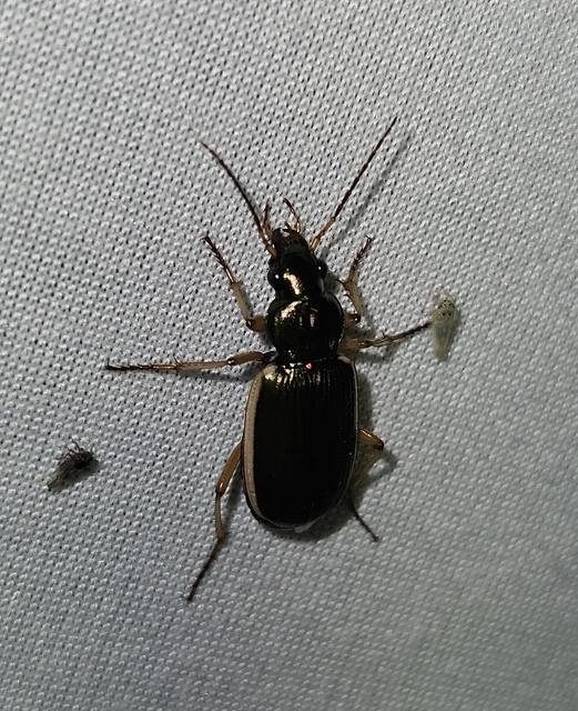 Chlaenius spoliatus - csupasz bűzfutó