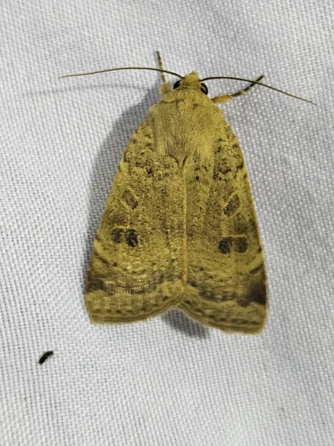 kis sárgafűbagoly - Noctua comes