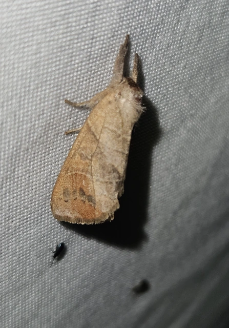 barna levélszövő - Clostera anastomosis