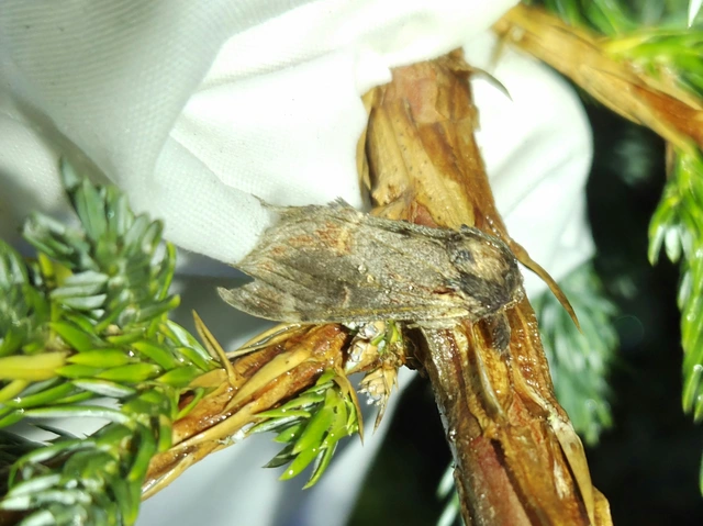 Notodonta dromedarius - tevehátú púposszövő