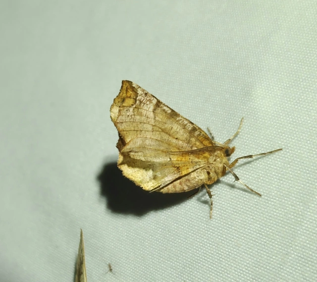 Selenia dentaria - kétfoltos holdasaraszoló
