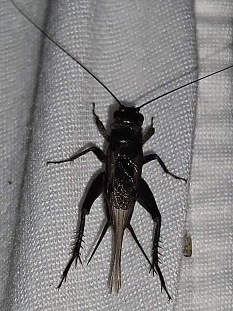 Melanogryllus desertus - fekete tücsök