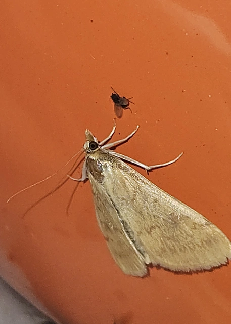 Ostrinia nubilalis - kukoricamoly