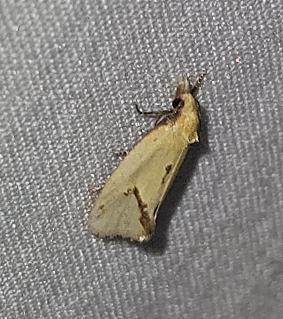 Agapeta hamana - közönséges sárgamoly