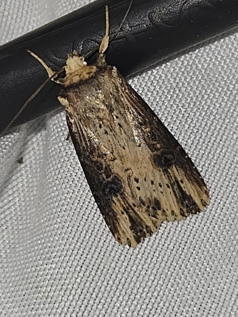 Axylia putris - vonalkás földibagoly