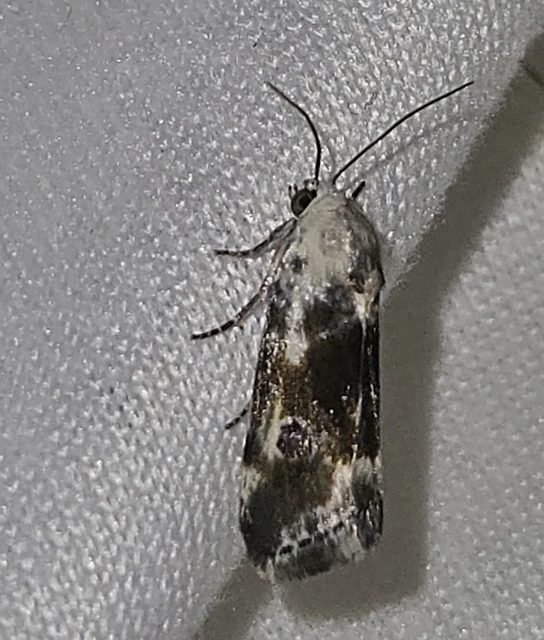 parlagfűbagoly - Ponometia candefacta