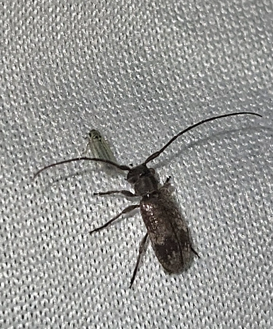 Exocentrus adspersus - tölgyfa-rőzsecincér