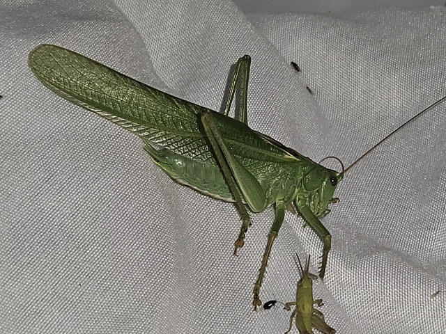 Tettigonia viridissima - zöld lombszöcske