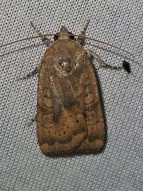 zömök sárgafűbagoly - Noctua interjecta