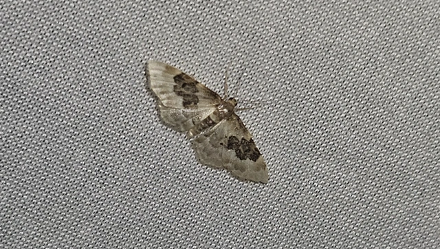 Idaea rusticata - tarka apróaraszoló