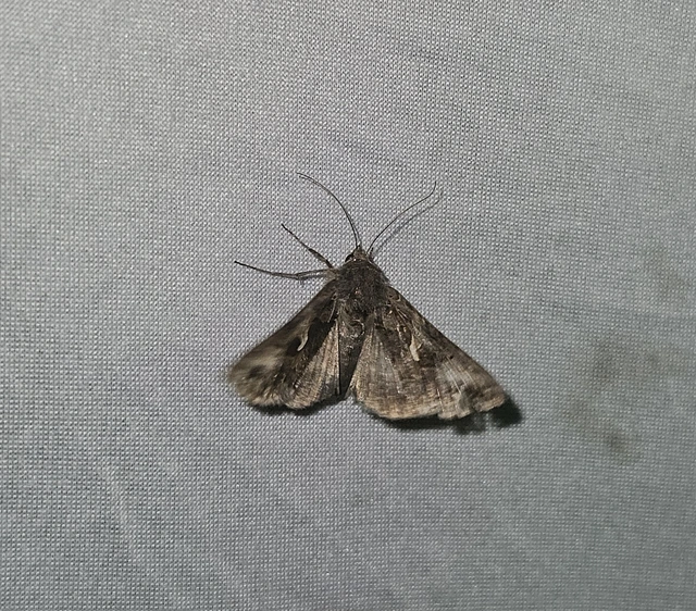 Autographa gamma - gammalepke