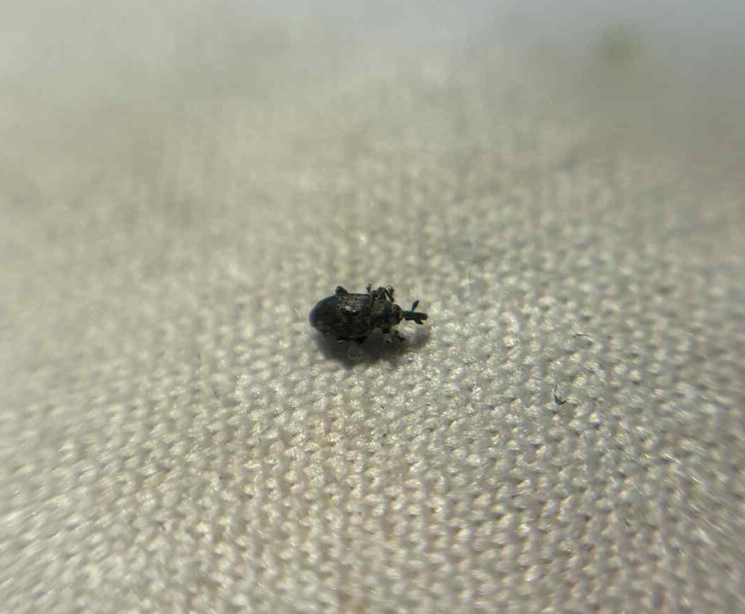 Smicronyx syriacus - szíriai arankaormányos