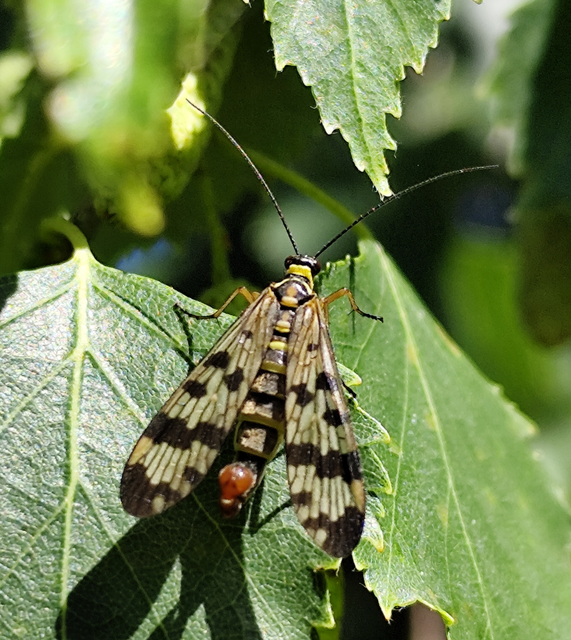 Panorpa communis/vulgaris