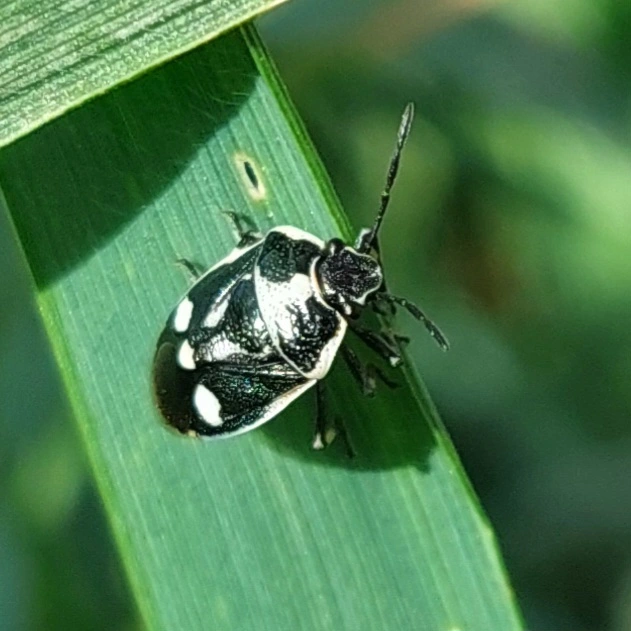 Eurydema oleracea - paréjpoloska Eurydema oleracea - paréjpoloska