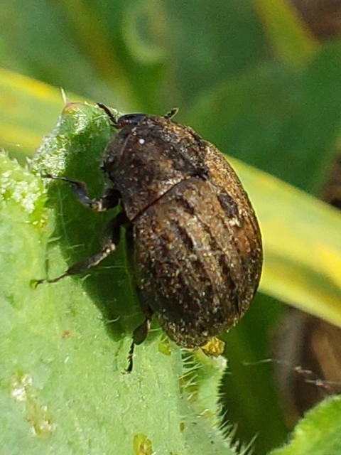 közönséges labdacsbogár - Byrrhus pilula