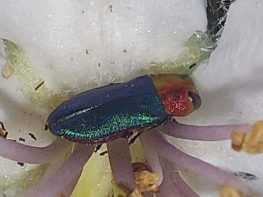 ragyogó virágdíszbogár - Anthaxia nitidula