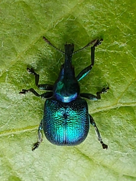 szőlő-levélsodró - Byctiscus betulae