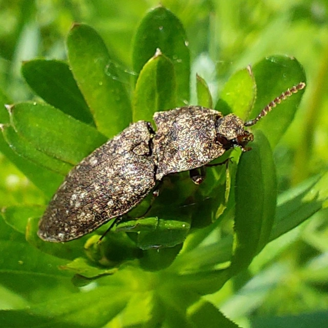 egérszínű pikkelyespattanó - Agrypnus murinus