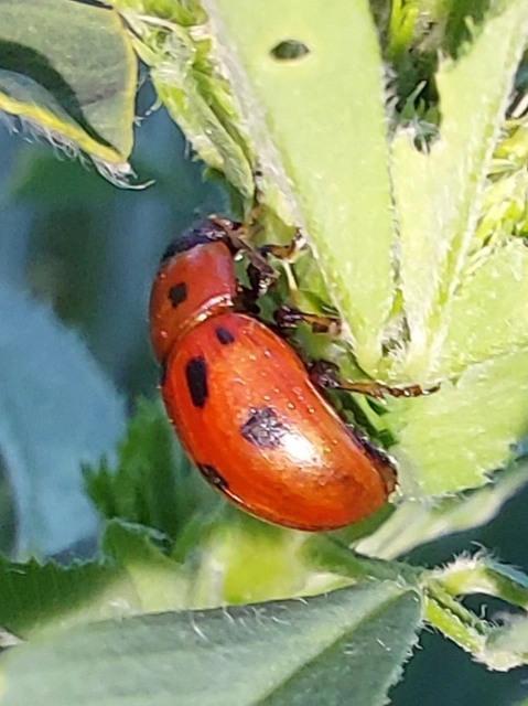 közönséges lucernabogár - Gonioctena fornicata