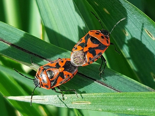 paréjpoloska - Eurydema oleracea