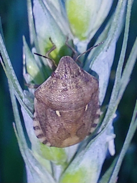 Eurygaster Eurygaster