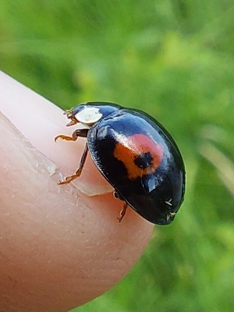 harlekinkatica - Harmonia axyridis