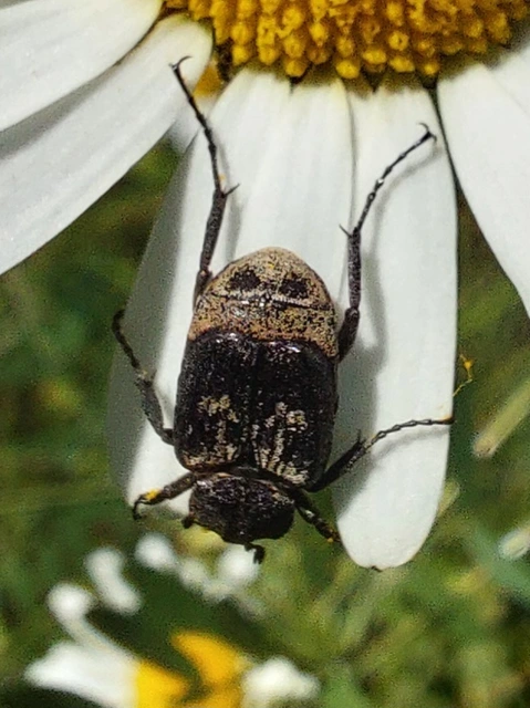 Valgus hemipterus - suta virágbogár