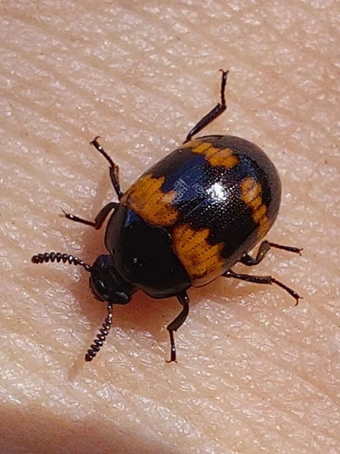 poszogó taplóbogár - Diaperis boleti