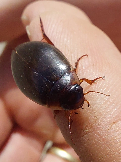 Colymbetes fuscus - gyakori recéscsíkbogár