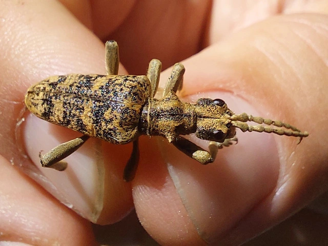 tölgyes-tövisescincér - Rhagium sycophanta