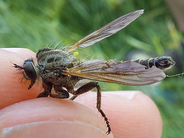 Dysmachus