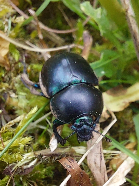 Trypocopris vernalis - tavaszi álganéjtúró