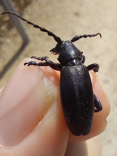 Dorcadion aethiops - fekete gyalogcincér