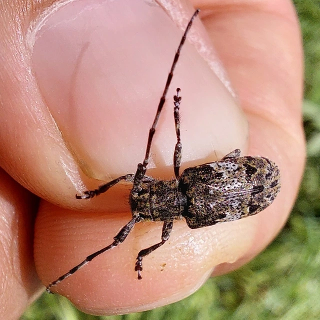ködfoltos cincér - Mesosa nebulosa
