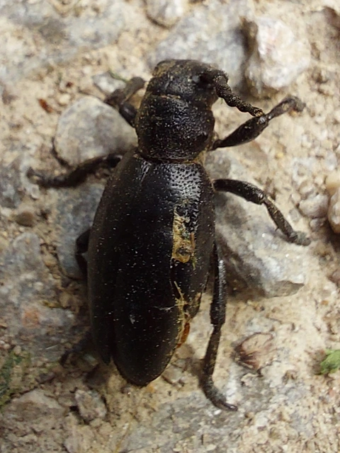 Dorcadion aethiops - fekete gyalogcincér