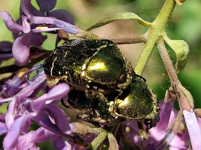 aranyos virágbogár - Cetonia aurata