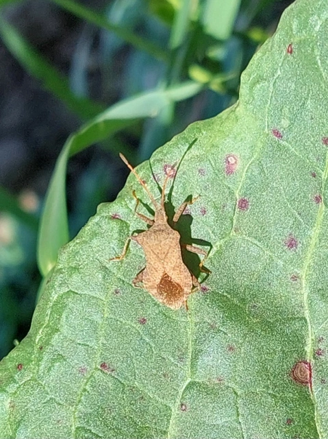 közönséges karimáspoloska - Coreus marginatus