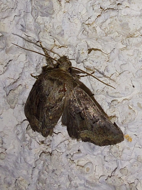 Oligia strigilis/latruncula/versicolor