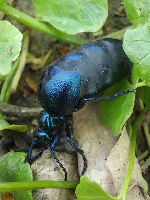 Meloe violaceus - kék nünüke