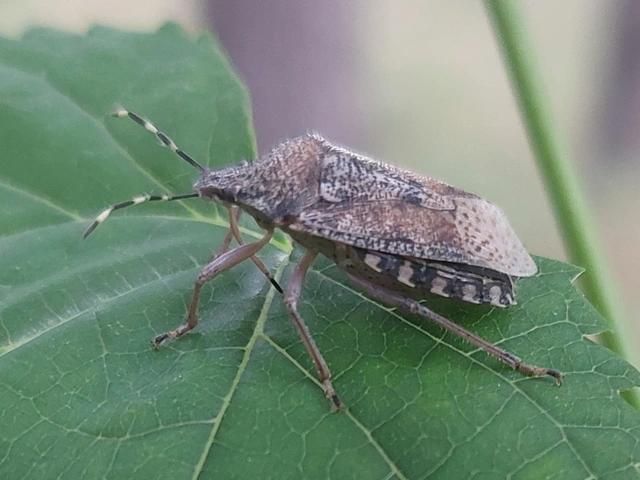 ázsiai márványospoloska - Halyomorpha halys