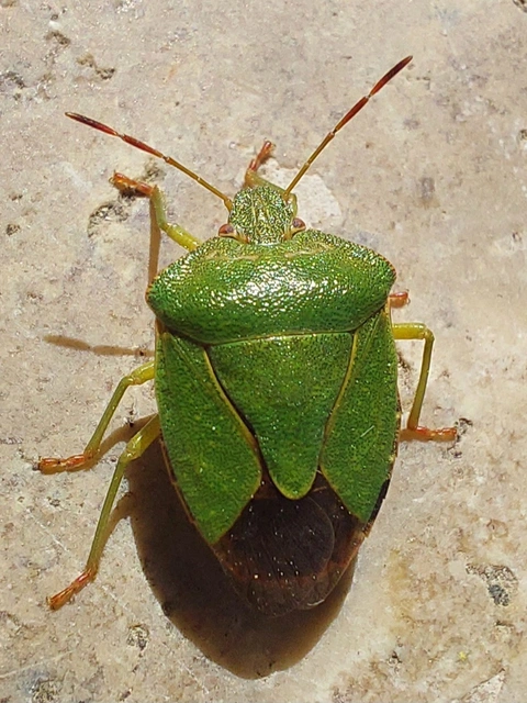 Palomena Palomena