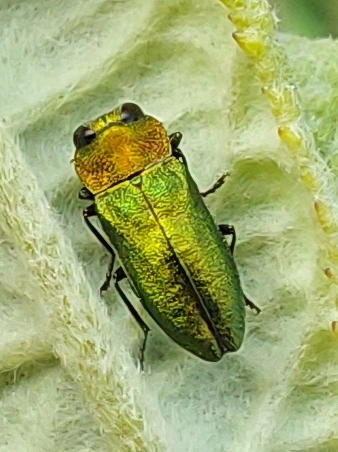 Anthaxia nitidula - ragyogó virágdíszbogár