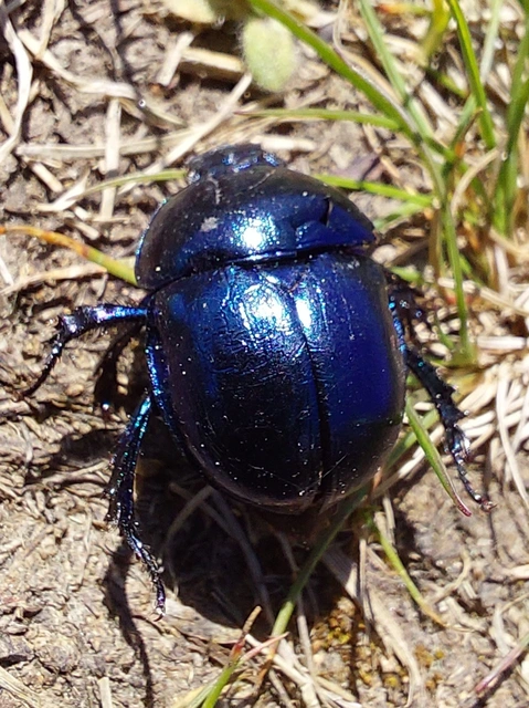 tavaszi álganéjtúró - Trypocopris vernalis
