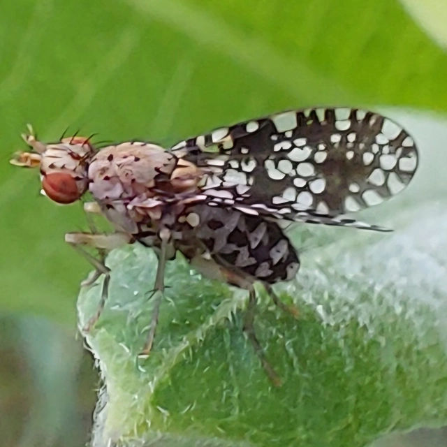 pirosszemű szarvaslégy - Trypetoptera punctulata