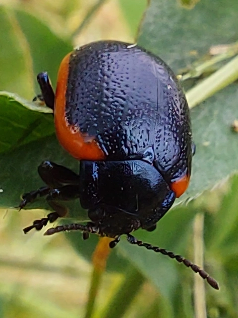 trapézhátú szegélyeslevelész - Chrysolina rossia