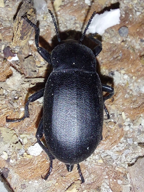 közönséges bűzbogár - Blaps lethifera