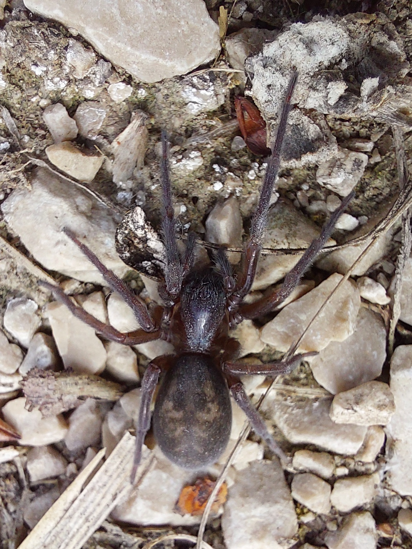Amaurobius ferox - nagy eretnekpók