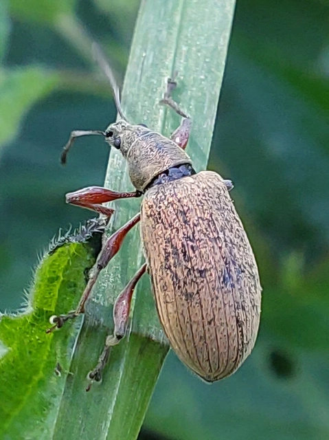 Phyllobius