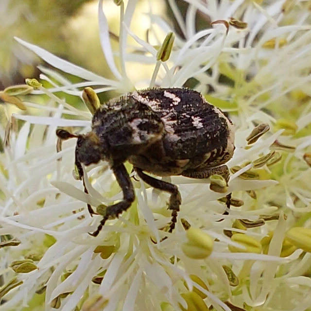 suta virágbogár - Valgus hemipterus